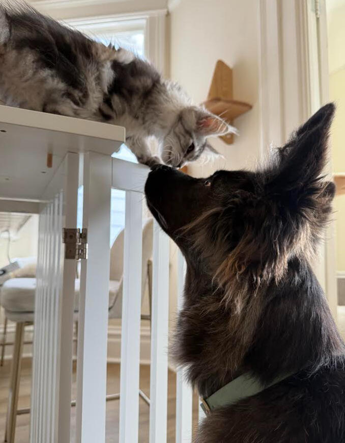 Dog and Cat at their home