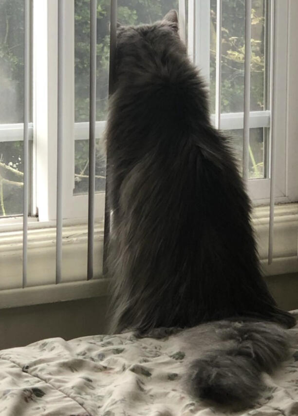 Cat looking out a window