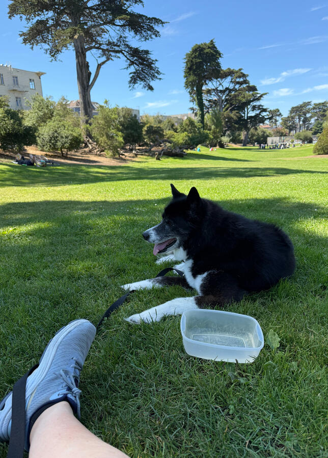 Dog Resting in the shade