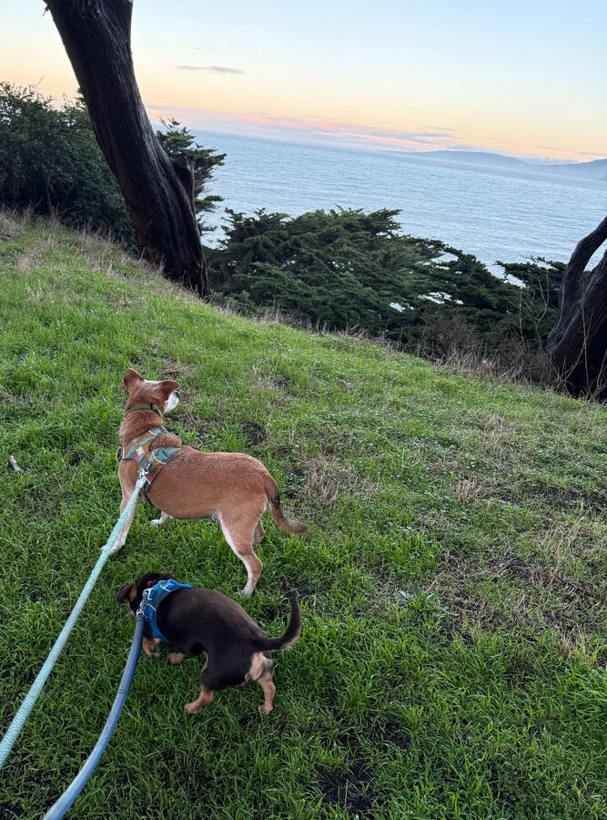Morning walk with two dogs on leash