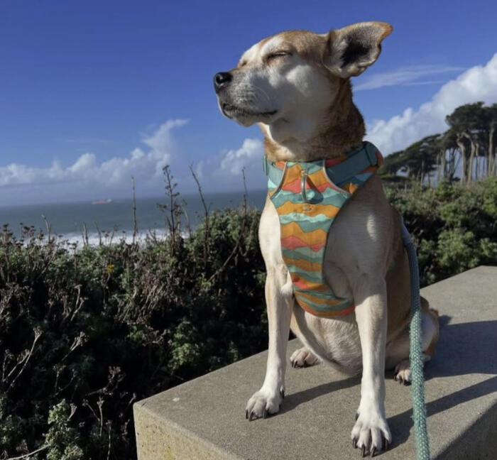 Medium Size Brown Dog sitting in the sun at Lands End
