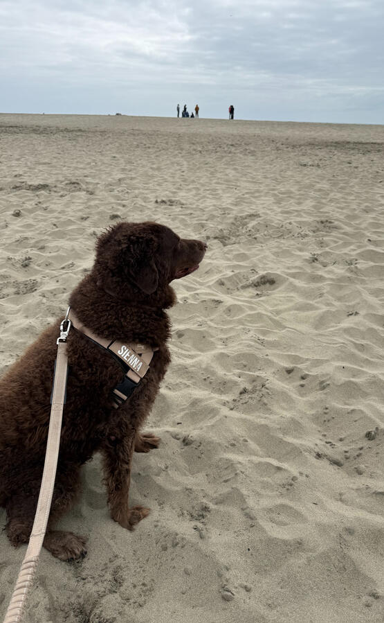 Curly Haired Retriever at the Beach
