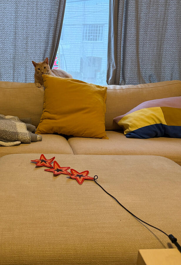 Orange Cat hunting a toy